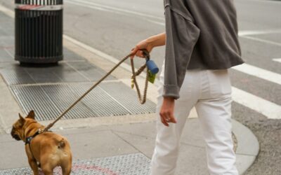 Guía para Traer a tu Perro de Forma Legal A USA